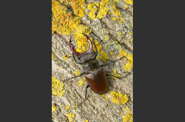 Fokus-Natur Bild