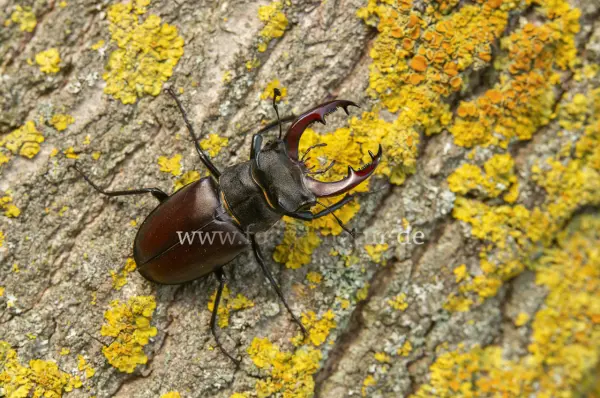 Fokus-Natur Bild