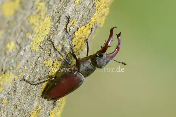 Fokus-Natur Bild