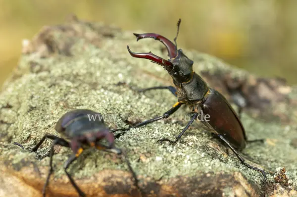 Fokus-Natur Bild