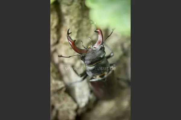 Fokus-Natur Bild