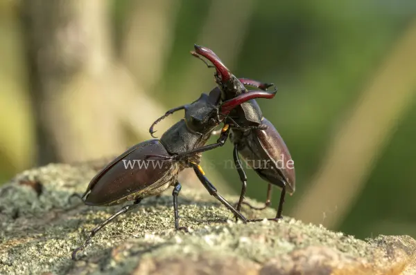 Fokus-Natur Bild