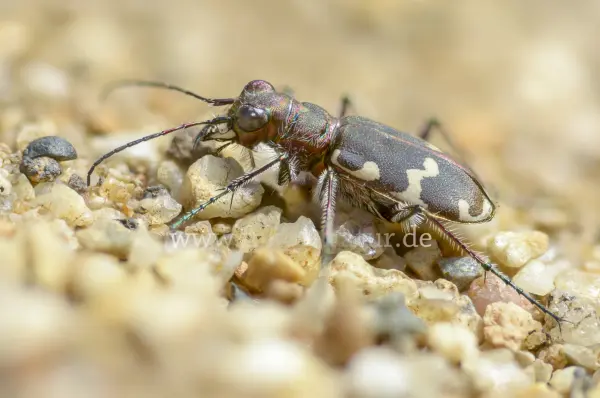Fokus-Natur Bild