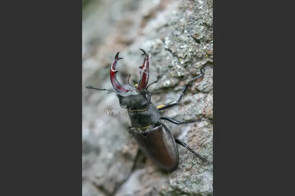 Fokus-Natur Bild
