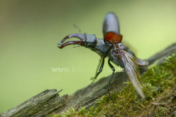 Fokus-Natur Bild