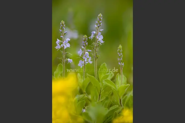 Fokus-Natur Bild