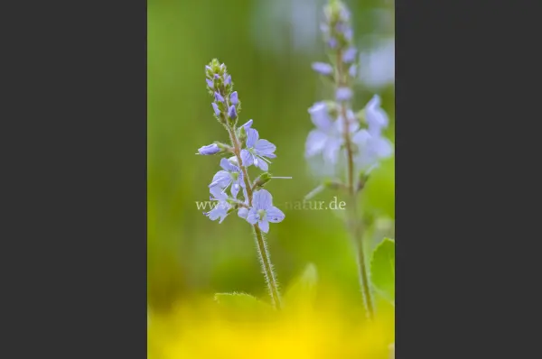 Fokus-Natur Bild