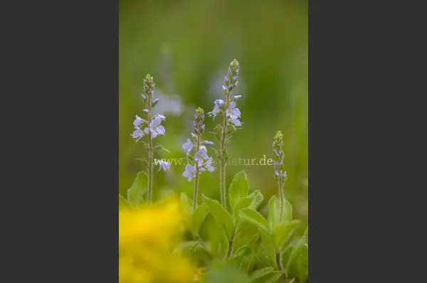 Fokus-Natur Bild