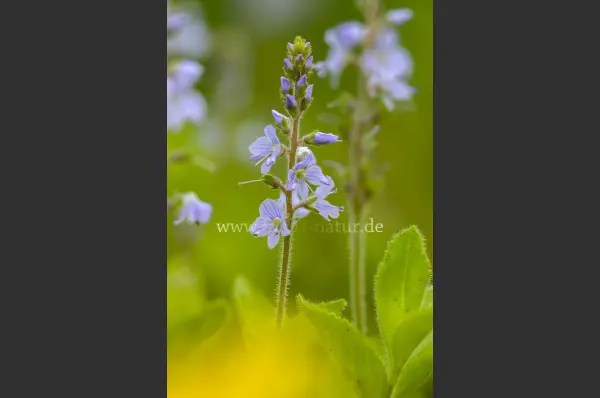 Fokus-Natur Bild