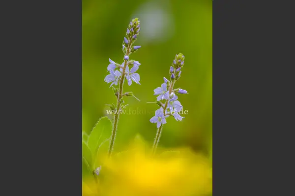 Fokus-Natur Bild