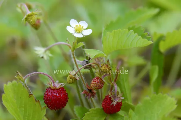 Fokus-Natur Bild