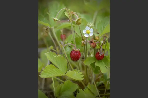 Fokus-Natur Bild