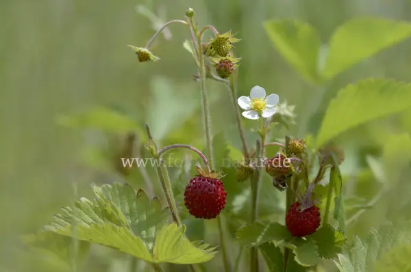 Fokus-Natur Bild