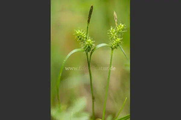 Fokus-Natur Bild