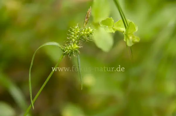 Fokus-Natur Bild