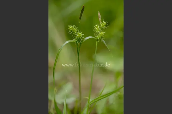 Fokus-Natur Bild