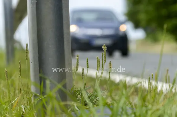 Fokus-Natur Bild