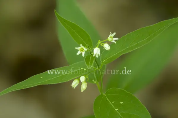 Fokus-Natur Bild
