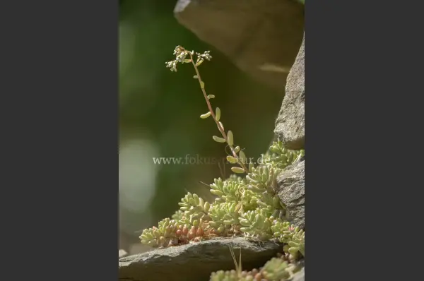 Fokus-Natur Bild