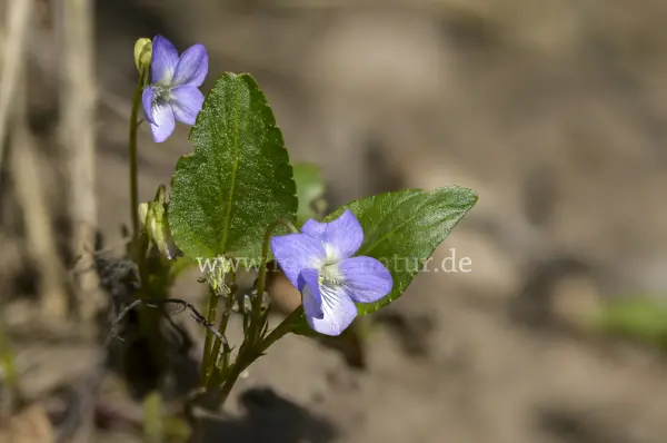 Fokus-Natur Bild