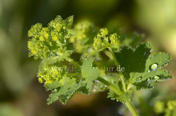 Fokus-Natur Bild