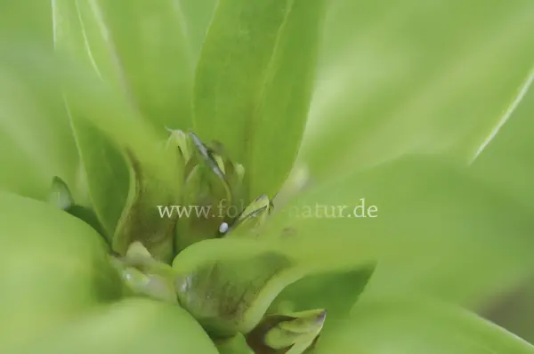 Fokus-Natur Bild
