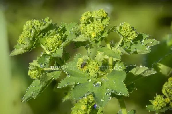 Fokus-Natur Bild