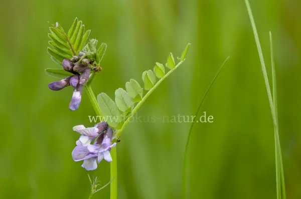 Fokus-Natur Bild