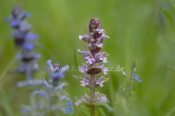 Fokus-Natur Bild