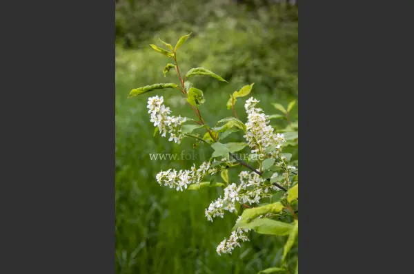 Fokus-Natur Bild