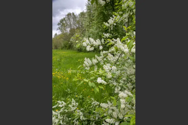 Fokus-Natur Bild