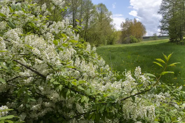 Fokus-Natur Bild