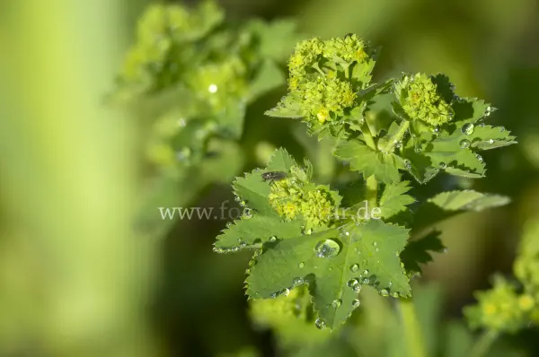Fokus-Natur Bild