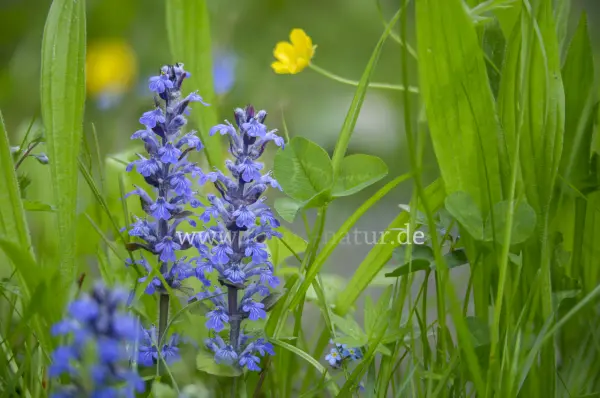 Fokus-Natur Bild