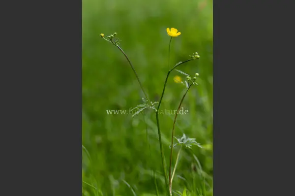 Fokus-Natur Bild