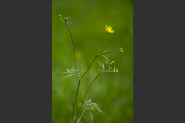 Fokus-Natur Bild