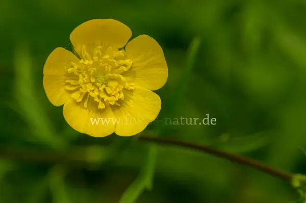 Fokus-Natur Bild
