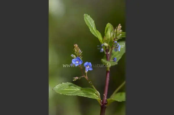 Fokus-Natur Bild
