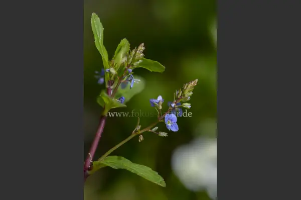 Fokus-Natur Bild