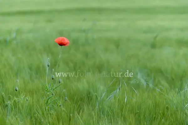 Fokus-Natur Bild