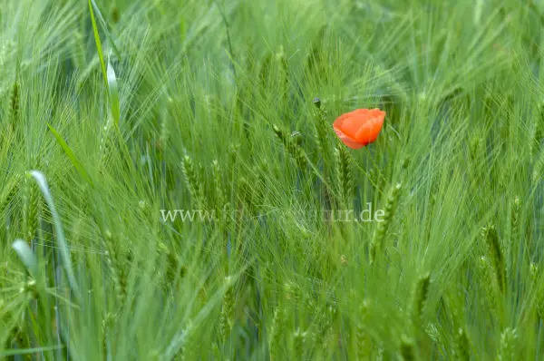 Fokus-Natur Bild
