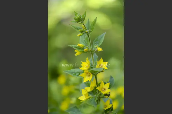 Fokus-Natur Bild
