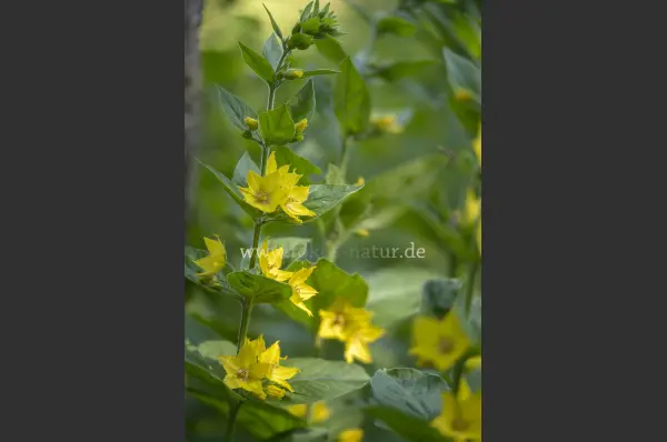 Fokus-Natur Bild