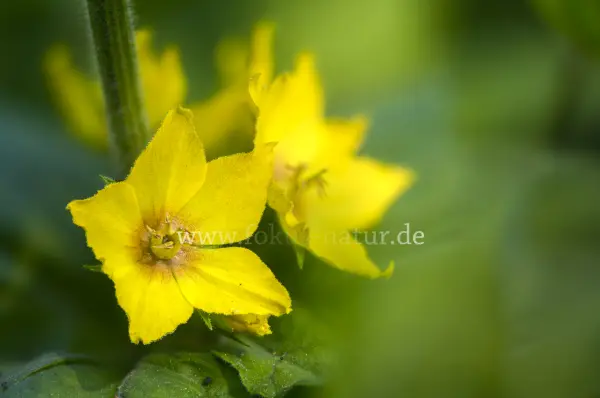 Fokus-Natur Bild