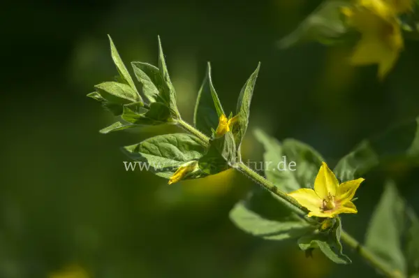 Fokus-Natur Bild