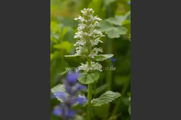 Fokus-Natur Bild
