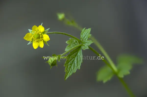 Fokus-Natur Bild