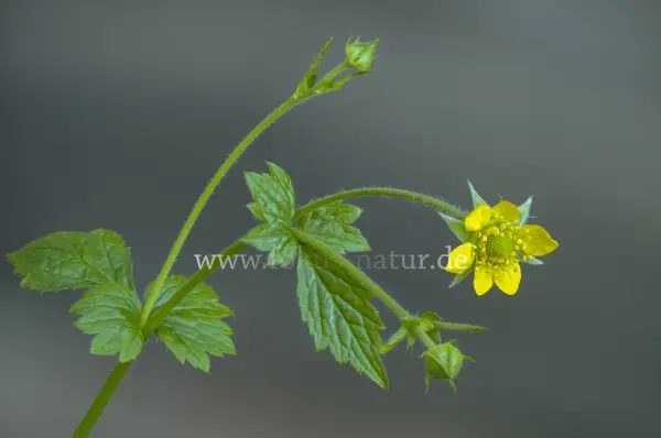 Fokus-Natur Bild