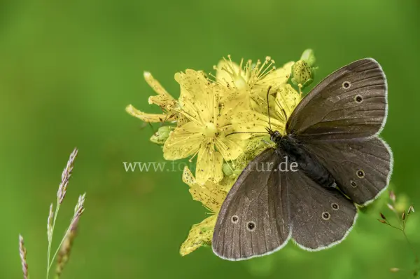 Fokus-Natur Bild
