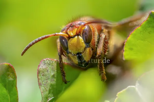 Fokus-Natur Bild